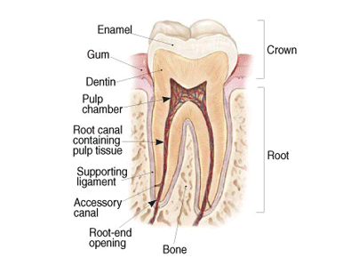 Root Canal Therapy Los Angeles & 